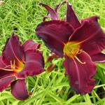 Hemerocallis 'Ed Murray' - Daglelie