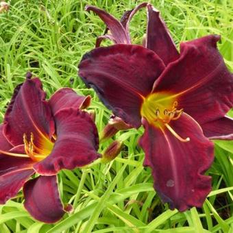 Hemerocallis 'Ed Murray'