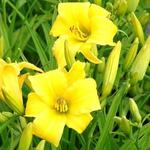 Hemerocallis 'Eenie Weenie' - Daglelie