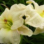 Hemerocallis 'Gentle Shepherd' - Daglelie