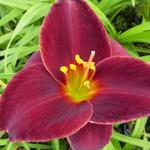 Hemerocallis 'Gipsy Turtle' - Daglelie