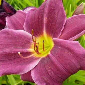 Hemerocallis 'Grape Velvet'