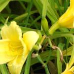 Hemerocallis 'Happy Returns' - Daglelie, Eéndagsbloem - Hemerocallis 'Happy Returns'