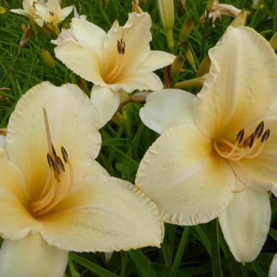 Daglelie - Hemerocallis 'Helle Berlinerin'