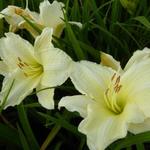 Hemerocallis 'Joan Senior' - Daglelie - Hemerocallis 'Joan Senior'