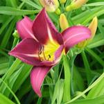 Hemerocallis 'Lavender Deal' - Daglelie