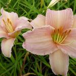 Hemerocallis 'Luxury Lace' - Daglelie