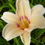 Hemerocallis 'Lynn Hall' - Daglelie