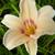 Hemerocallis 'Lynn Hall'