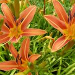 Hemerocallis  'Margaret Perry' - Daglelie