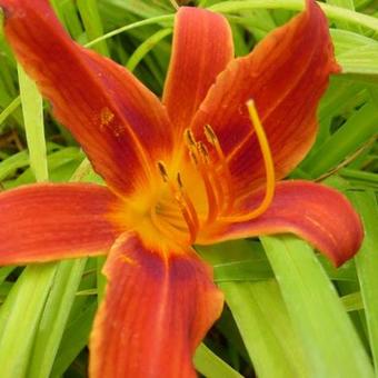 Hemerocallis 'Matador'