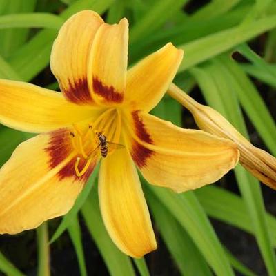 Daglelie - Hemerocallis 'Mikado'