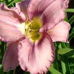 Hemerocallis 'Mildred Mitchell' - Daglelie