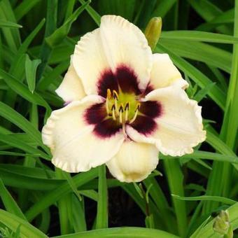 Hemerocallis 'Piano Man'