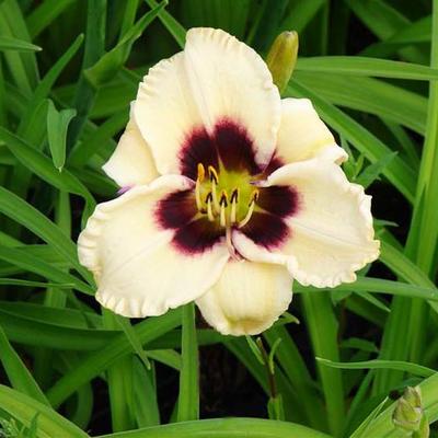 Daglelie - Hemerocallis 'Piano Man'