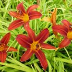 Hemerocallis 'Sammy Russell' - Daglelie