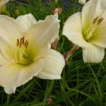 Hemerocallis 'Snowy Apparition'  - Daglelie