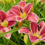 Hemerocallis 'Startle' - Daglelie