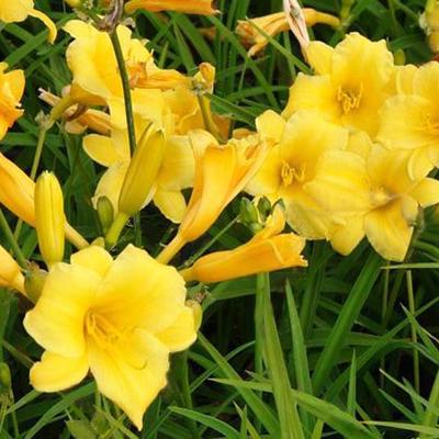 Hemerocallis 'Stella de Oro' - Daglelie