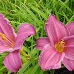 Hemerocallis 'Summer Wine' - Daglelie