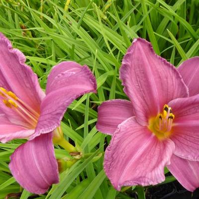 Hemerocallis 'Summer Wine' - Daglelie