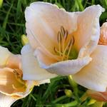 Hemerocallis 'White Temptation' - Daglelie