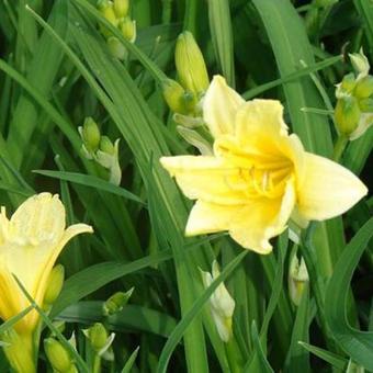 Hemerocallis lilioasphodelus