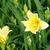 Hemerocallis lilioasphodelus