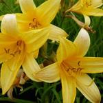 Hemerocallis middendorffii - Daglelie