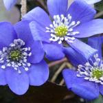 Leverbloempje - Hepatica nobilis