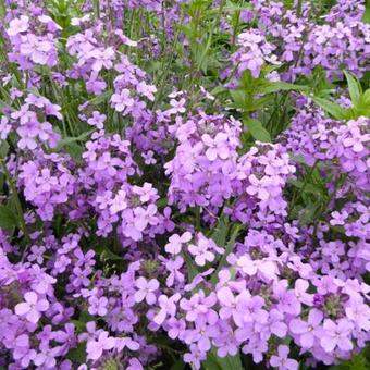 Hesperis matronalis