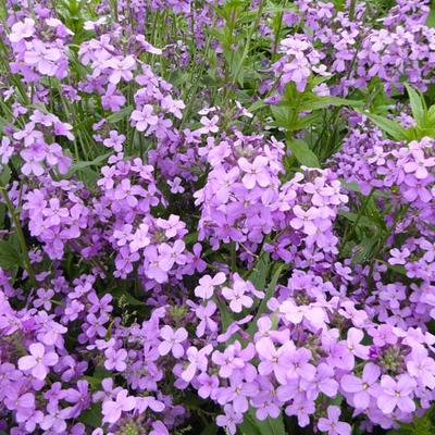 Damastbloem - Hesperis matronalis