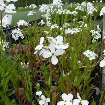 Hesperis matronalis 'Alba'