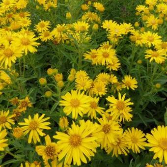 Heterotheca villosa 'Golden Sunshine'