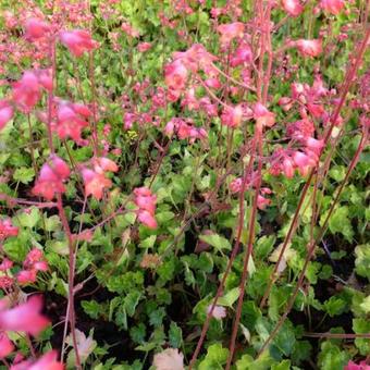 Heuchera x brizoides 'Red Spangles'