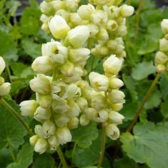 Heuchera cylindrica 'Greenfinch'