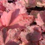 Heuchera 'Autumn Leaves' - Purperklokje