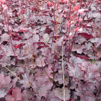 Heuchera 'Bella Notte'