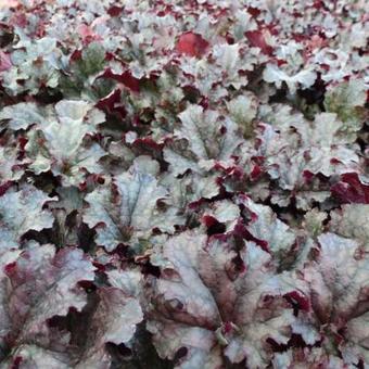 Heuchera 'Berry MARMALADE'