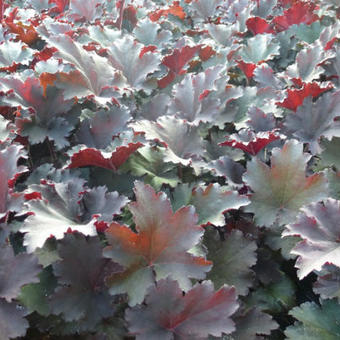 Heuchera 'Binoche'