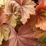 Heuchera 'Bronze Beauty' - Purperklokje