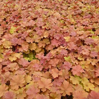 Heuchera 'Caramel' - Purperklokje