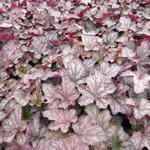 Purperklokje - Heuchera 'Cascade Dawn'