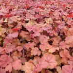 Heuchera 'Cherry Cola' - Purperklokje