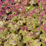 Heuchera 'Circus' - Purperklokje