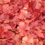 Heuchera 'Fire Alarm' - Purperklokje