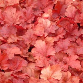 Heuchera 'Fire Alarm'