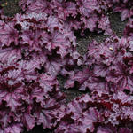 Heuchera 'FOREVER Purple' - Purperklokje