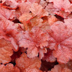 Heuchera 'FOREVER Red' - Purperklokje