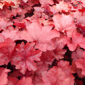 Heuchera 'Galaxy'